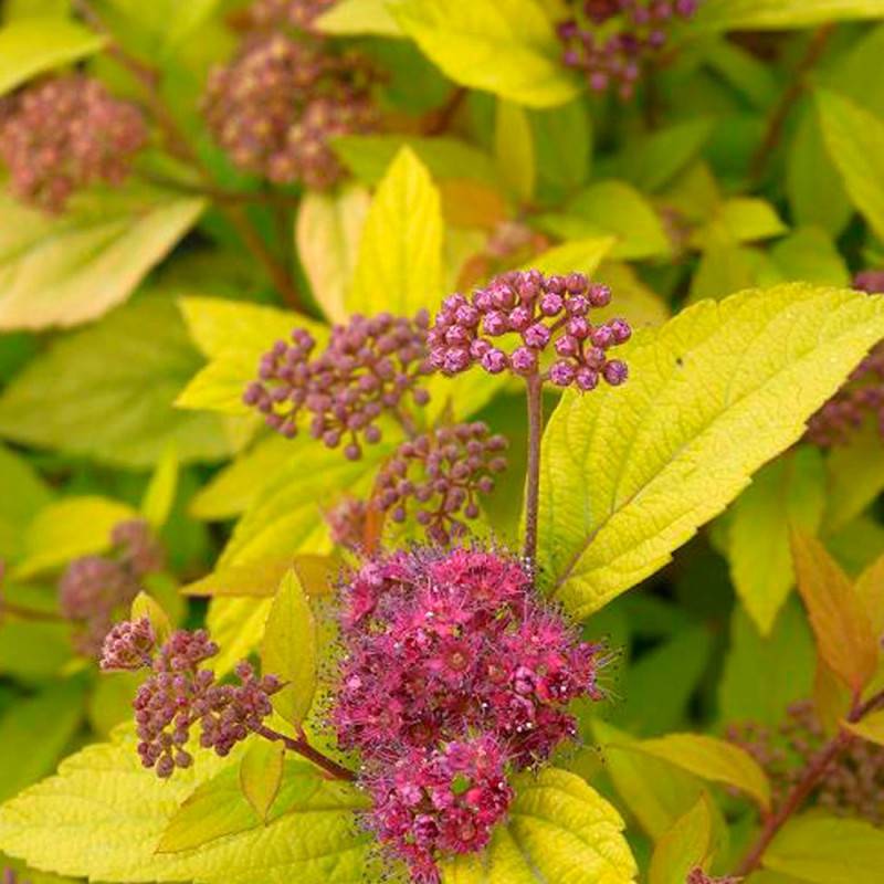 Spirée du Japon Little Flame® 'Minspil04', Spiraea à fleurs Rose - feuillage Caduc - Pot de 3L - 20/40 cm-  hauteur à maturité De 0,50 m à 1,00 m - Imagen 4