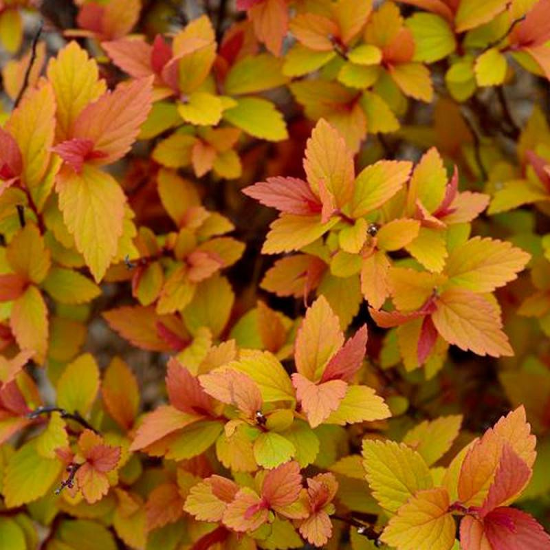 Spirée du Japon Little Flame® 'Minspil04', Spiraea à fleurs Rose - feuillage Caduc - Pot de 3L - 20/40 cm-  hauteur à maturité De 0,50 m à 1,00 m - Imagen 5