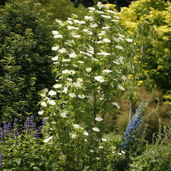 Sureau noir - Sambucus nigra Obelisk Pot de 4L/5L
