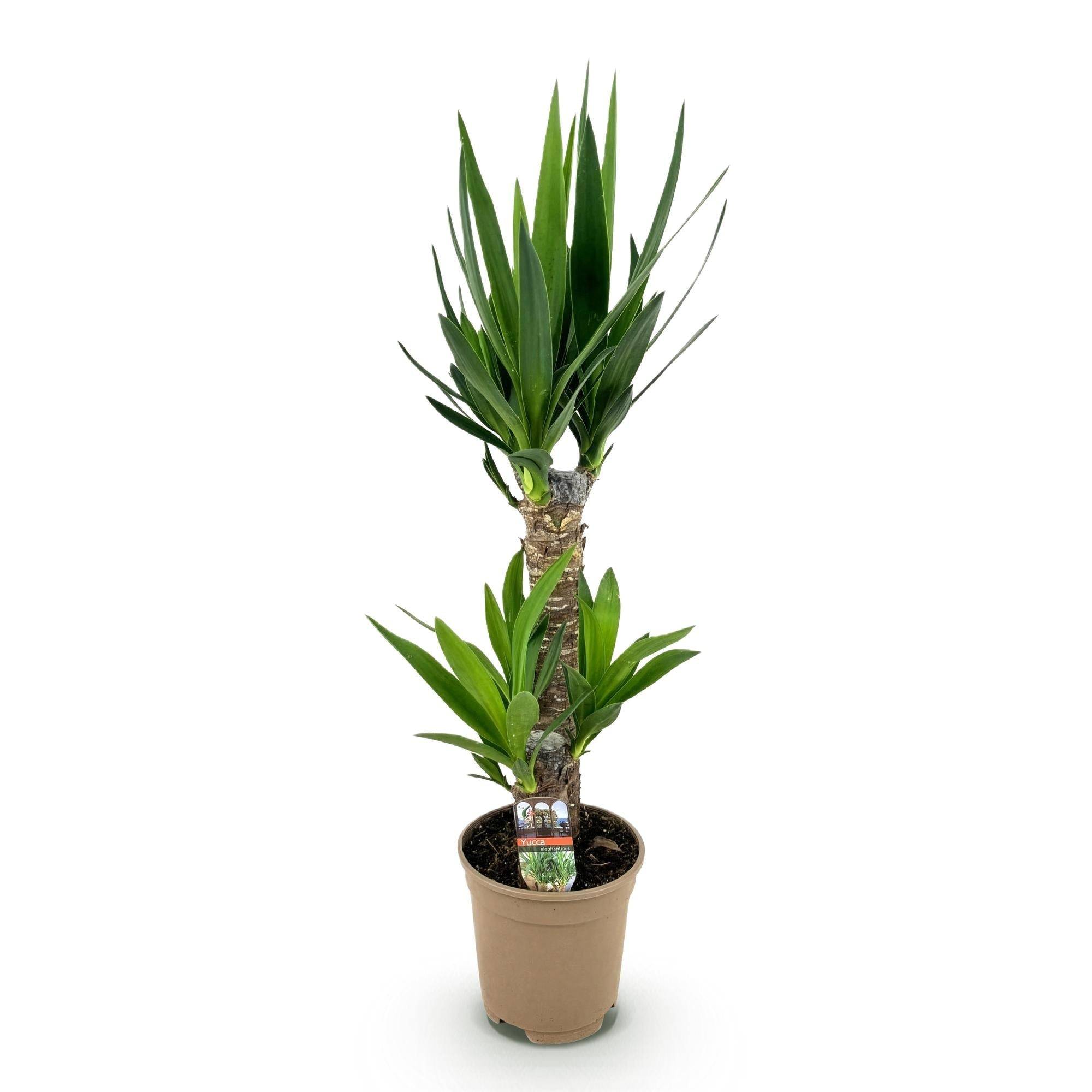 La Green Touch - Yucca Elephantipes - D17 H75cm - Image 4