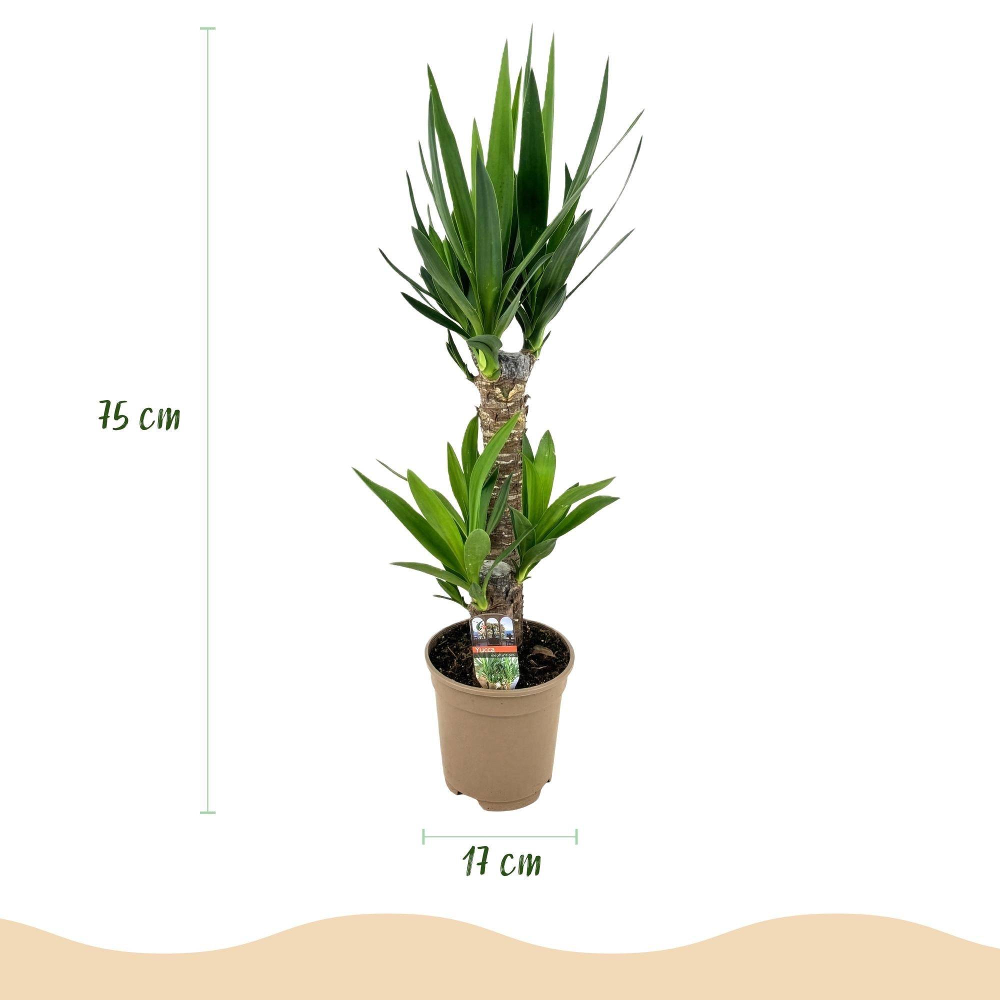 La Green Touch - Yucca Elephantipes - D17 H75cm - Image 2