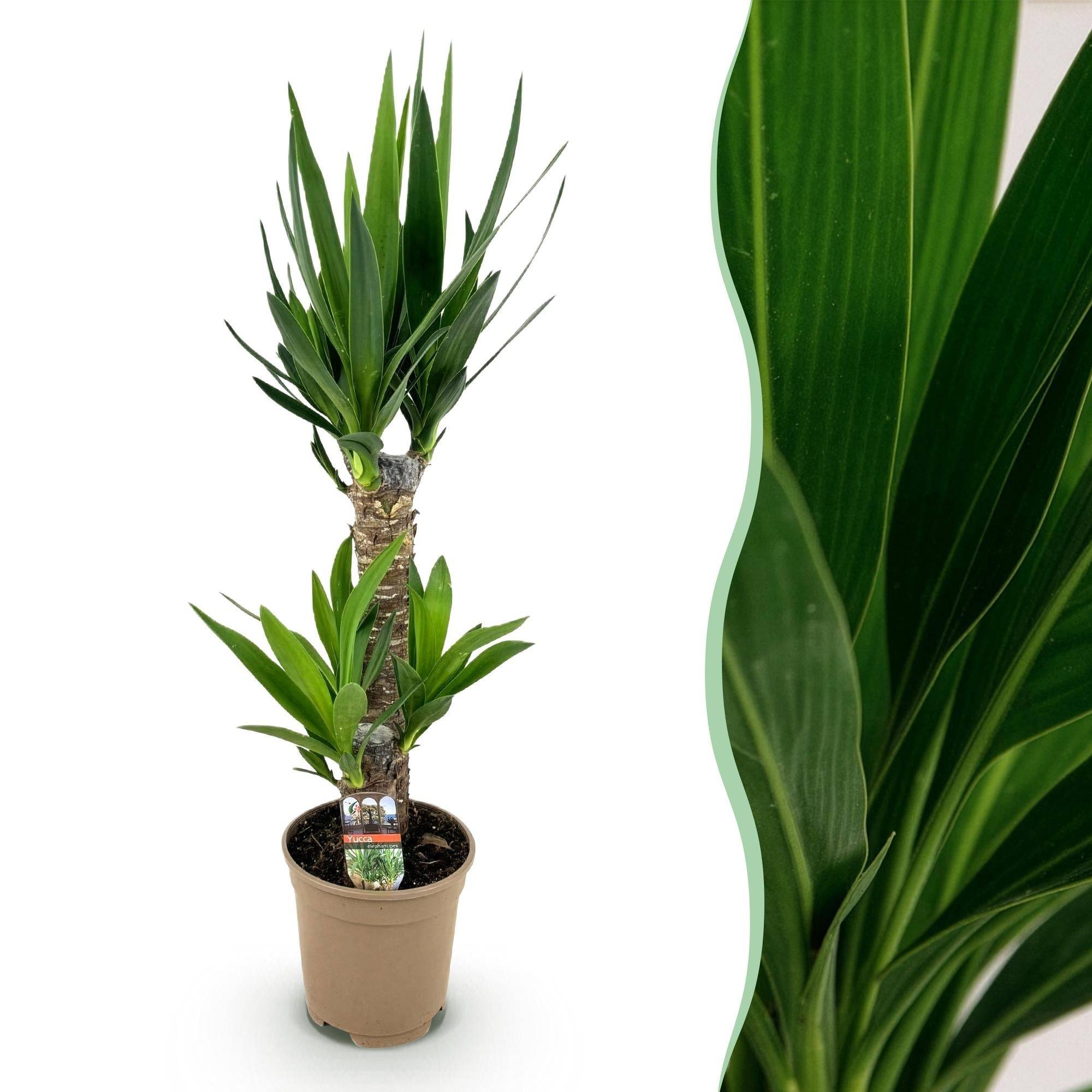 La Green Touch - Yucca Elephantipes - D17 H75cm - Image 3