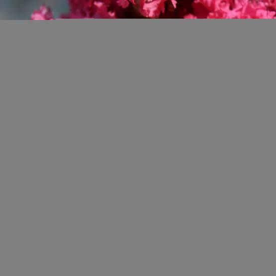 Lagerstroemia indica Grand Cru - Lilas des Indes Pot de 3L/4L - Image 1