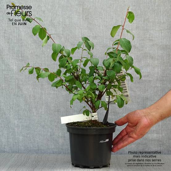 Lagerstroemia indica Grand Cru - Lilas des Indes Pot de 3L/4L - Image 2