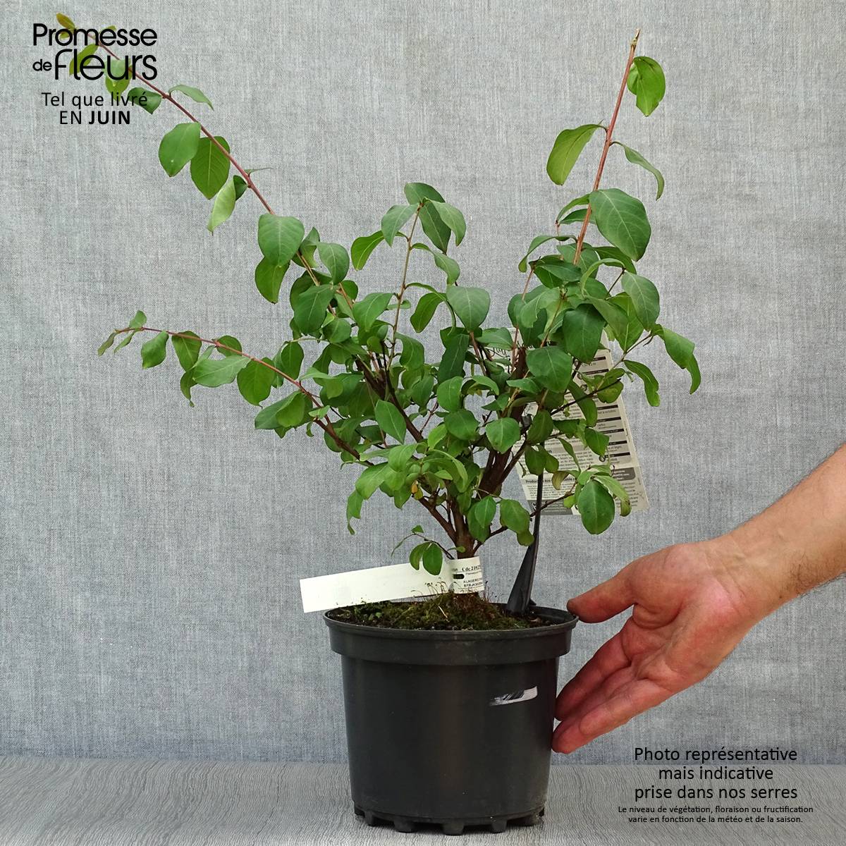 Lagerstroemia indica Grand Cru - Lilas des Indes Pot de 3L/4L - Image 2
