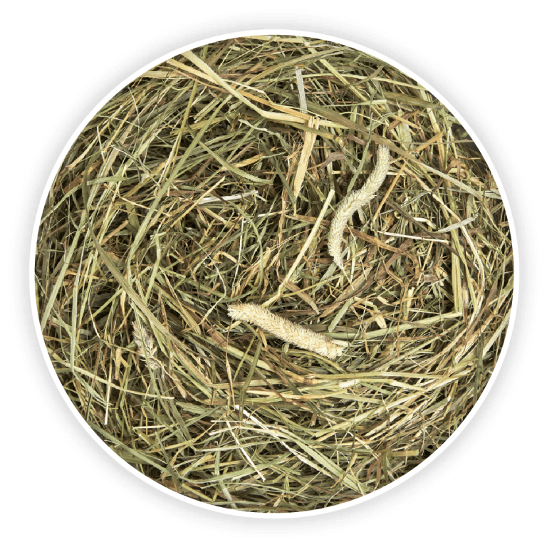 Foin Timothy Premium - Alimentation pour lapins et rongeurs - L'Eden des Pattounes