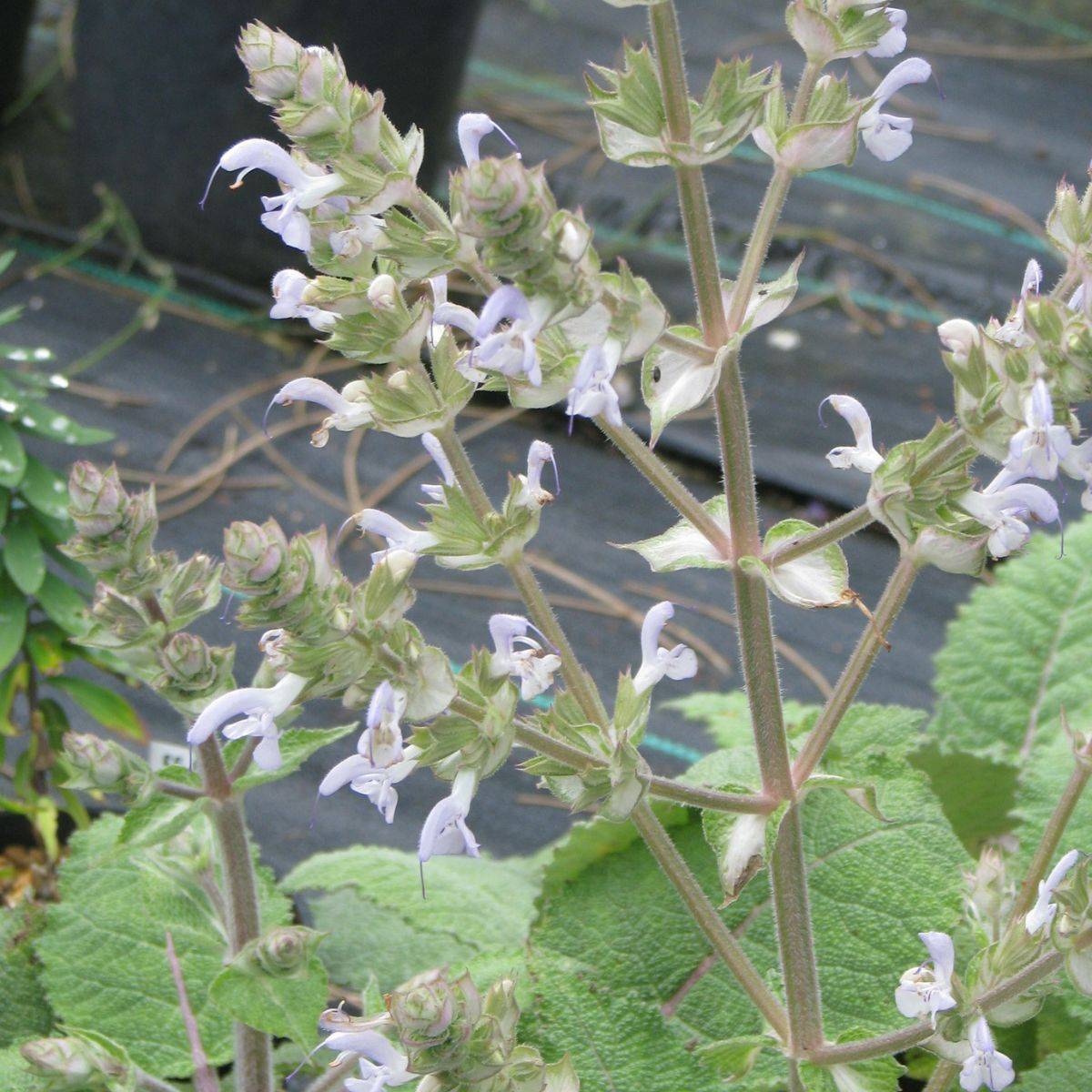 Promesse de Fleurs - Salvia moorcroftiana - Sauge de Moorcroft Godet de 8/9 cm