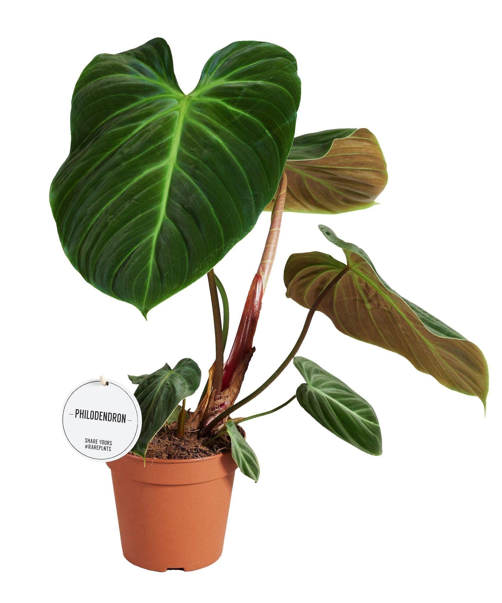 Philodendron El Choco Red 50cm - Plante d'intérieur- La Green Touch - Image 1