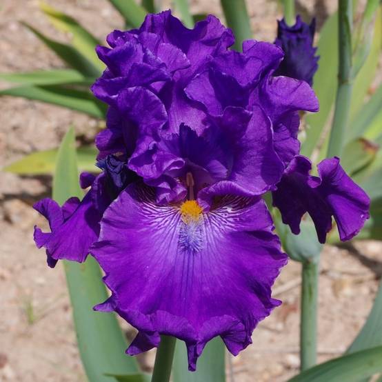 Iris germanica Confiserie - Iris des Jardins Godet de 8/9 cm