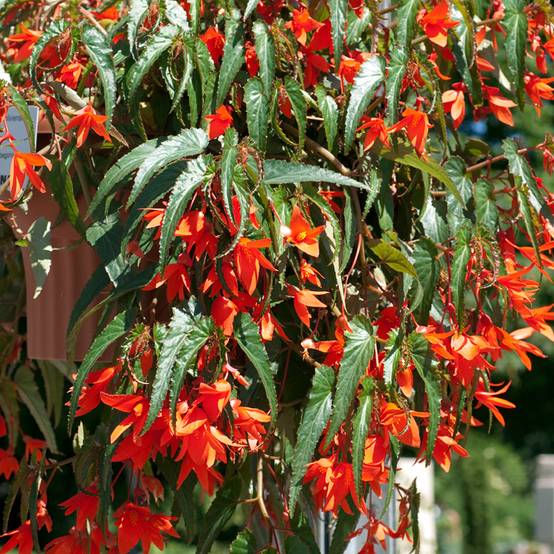 Graines de Bégonia de Bolivie - Begonia boliviensis le sachet de 8 graines environ