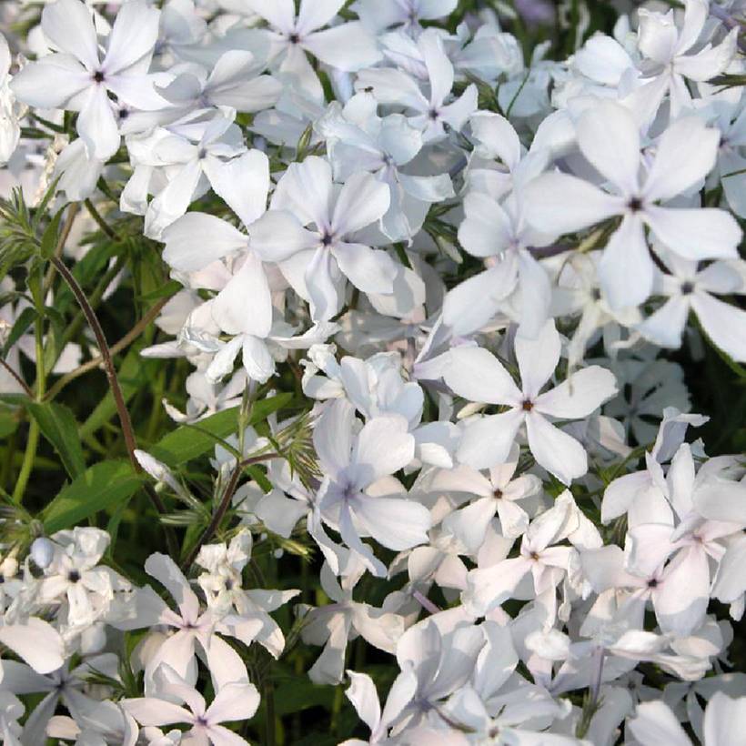 Phlox divaricata May Breeze Godet de 8/9 cm