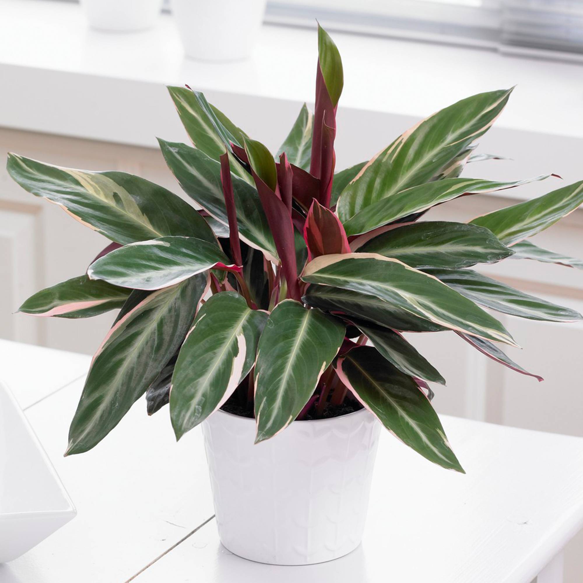 Gardenersdream - Calathea Stromanthe Triostar | Plante D'Intérieur Tropicale | 40-50Cm En Pot - GardenersDream - Imagen 1