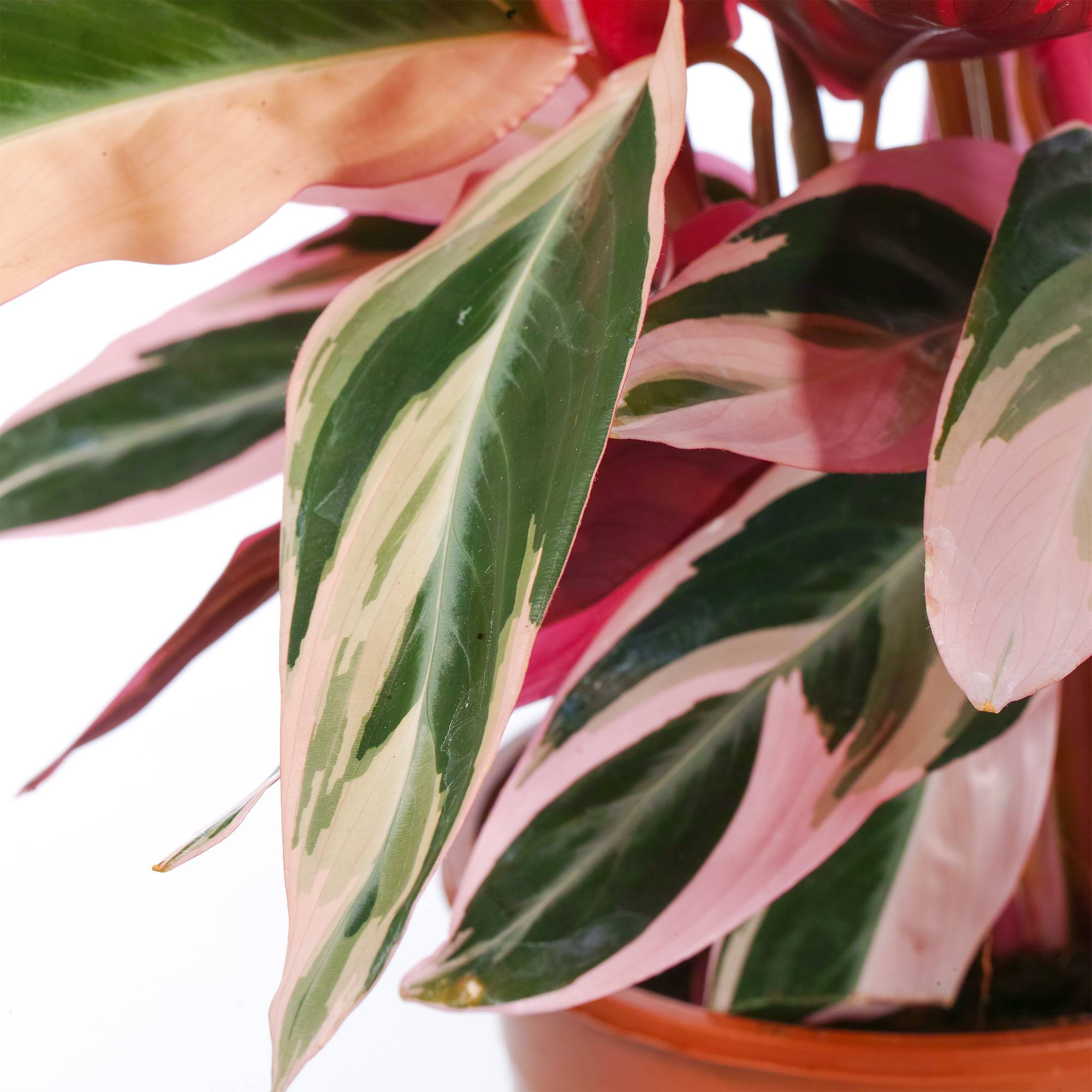 Gardenersdream - Calathea Stromanthe Triostar | Plante D'Intérieur Tropicale | 40-50Cm En Pot - GardenersDream - Imagen 3