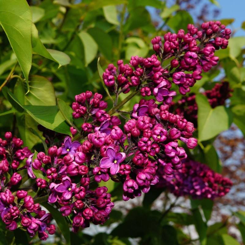 Lilas commun Charles Joly, Syringa à fleurs Rouge - feuillage Caduc - Pot de 7,5L - 100/150 cm-  hauteur à maturité De 2,50 m à 3,00 m - Image 1