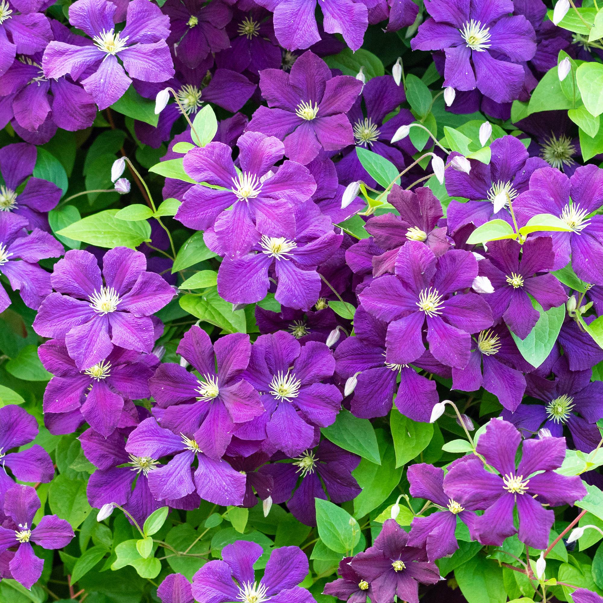 Gardenersdream - Clématite 'Esprit Polonais' plante grimpante à feuilles caduques et à fleurs violettes - GardenersDream - Imagen 1