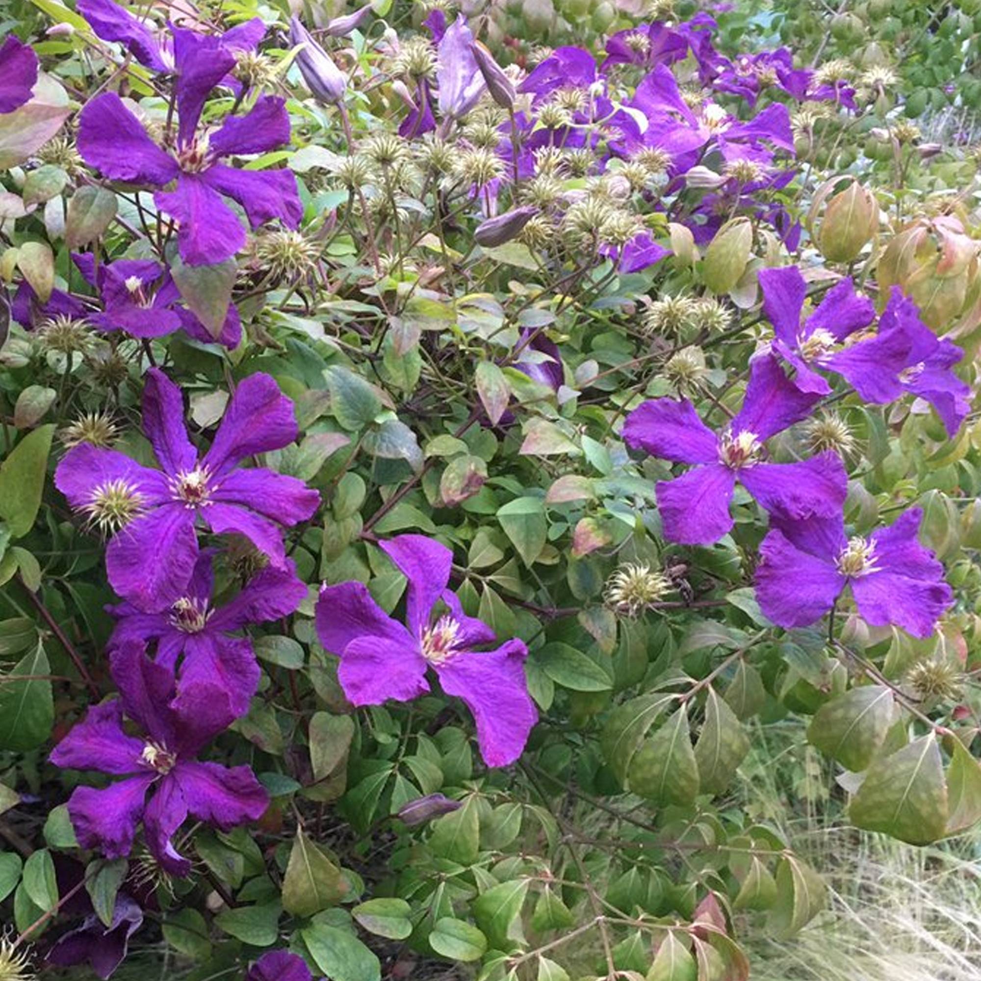 Gardenersdream - Clématite 'Esprit Polonais' plante grimpante à feuilles caduques et à fleurs violettes - GardenersDream - Imagen 2