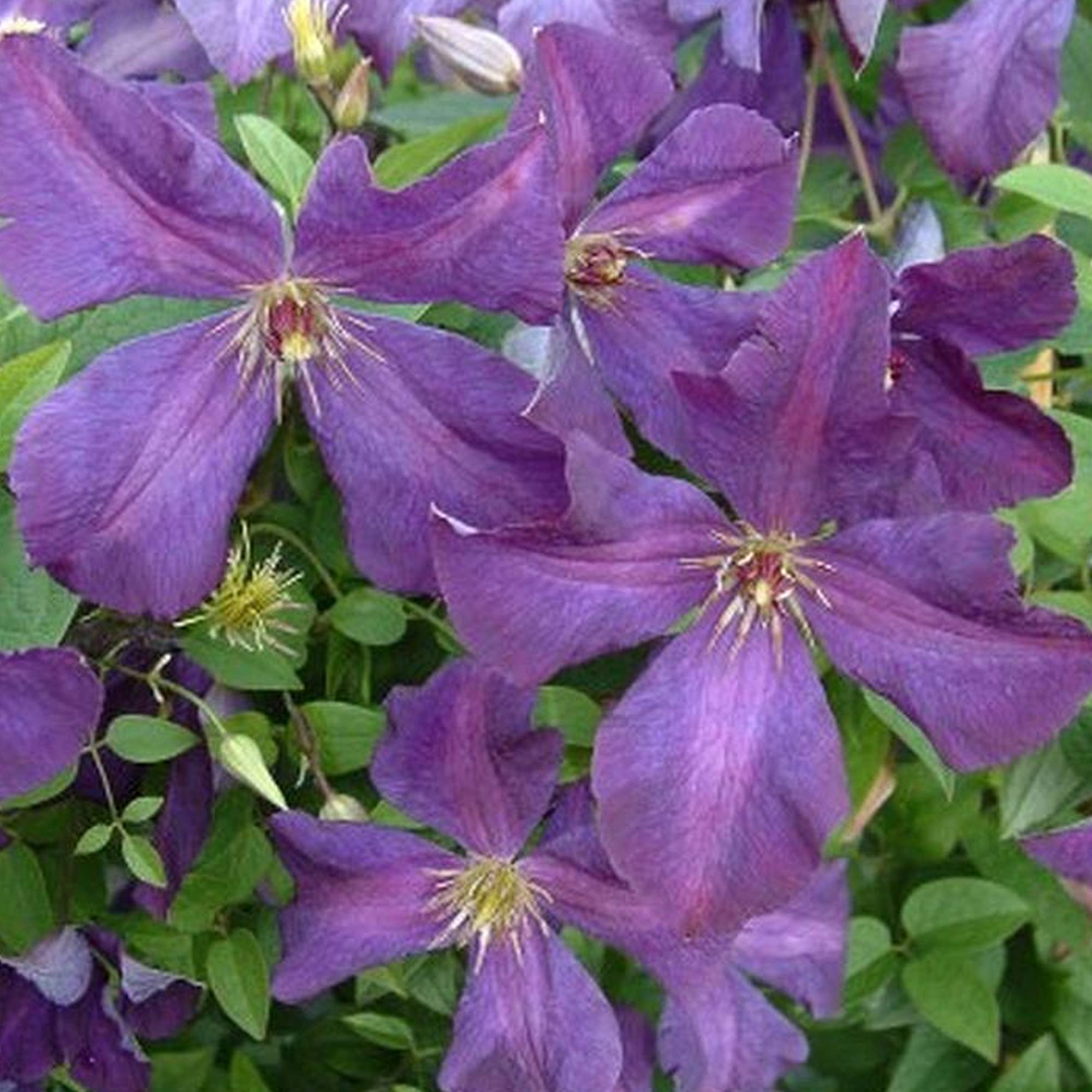 Gardenersdream - Clématite 'Esprit Polonais' plante grimpante à feuilles caduques et à fleurs violettes - GardenersDream - Imagen 3