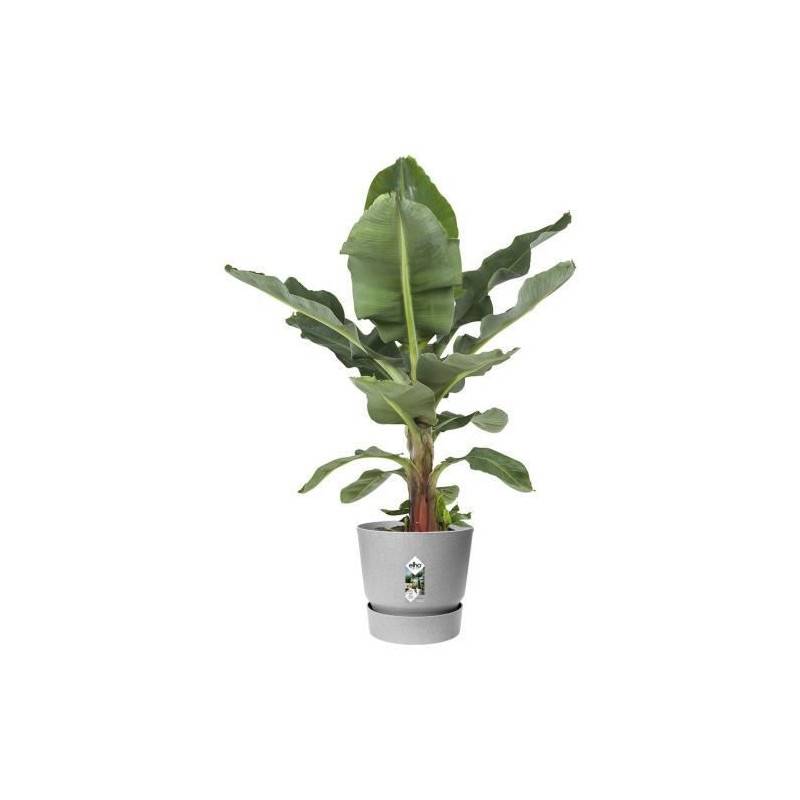 Elho - Elho Pot De Fleurs Rond Greenville 40 - Exterieur - O 39 X H 36,8 Cm - Gris Beton Vivant - Imagen 5