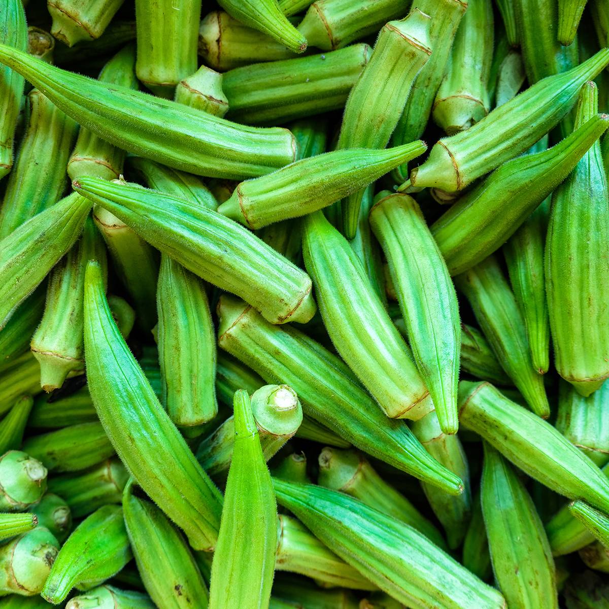 Gombo Okra - Abelmoschus esculentus le sachet de 35 graines environ (4g)