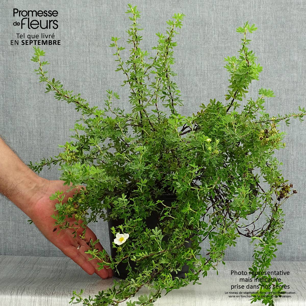Potentilla fruticosa Princess Pink Queen - Potentille arbustive Pot de 2L/3L - Image 2