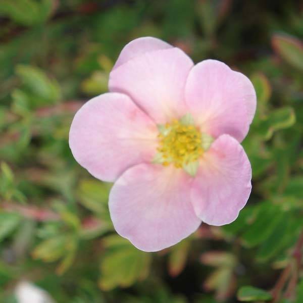 Potentilla fruticosa Princess Pink Queen - Potentille arbustive Pot de 2L/3L - Image 1