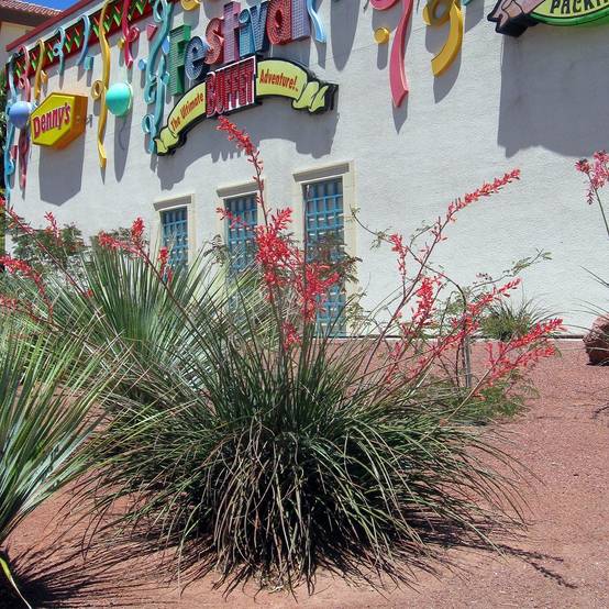 Hesperaloe parviflora - Yucca rouge Pot de 7,5L/10L
