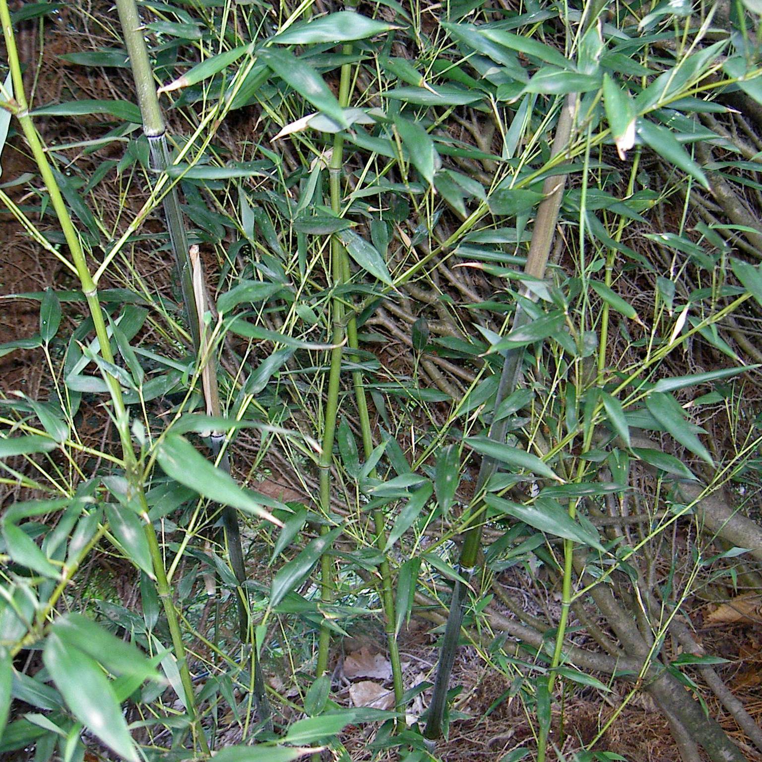 Promesse de Fleurs - Bambou - Phyllostachys bissetii Pot de 12L/15L - Image 1