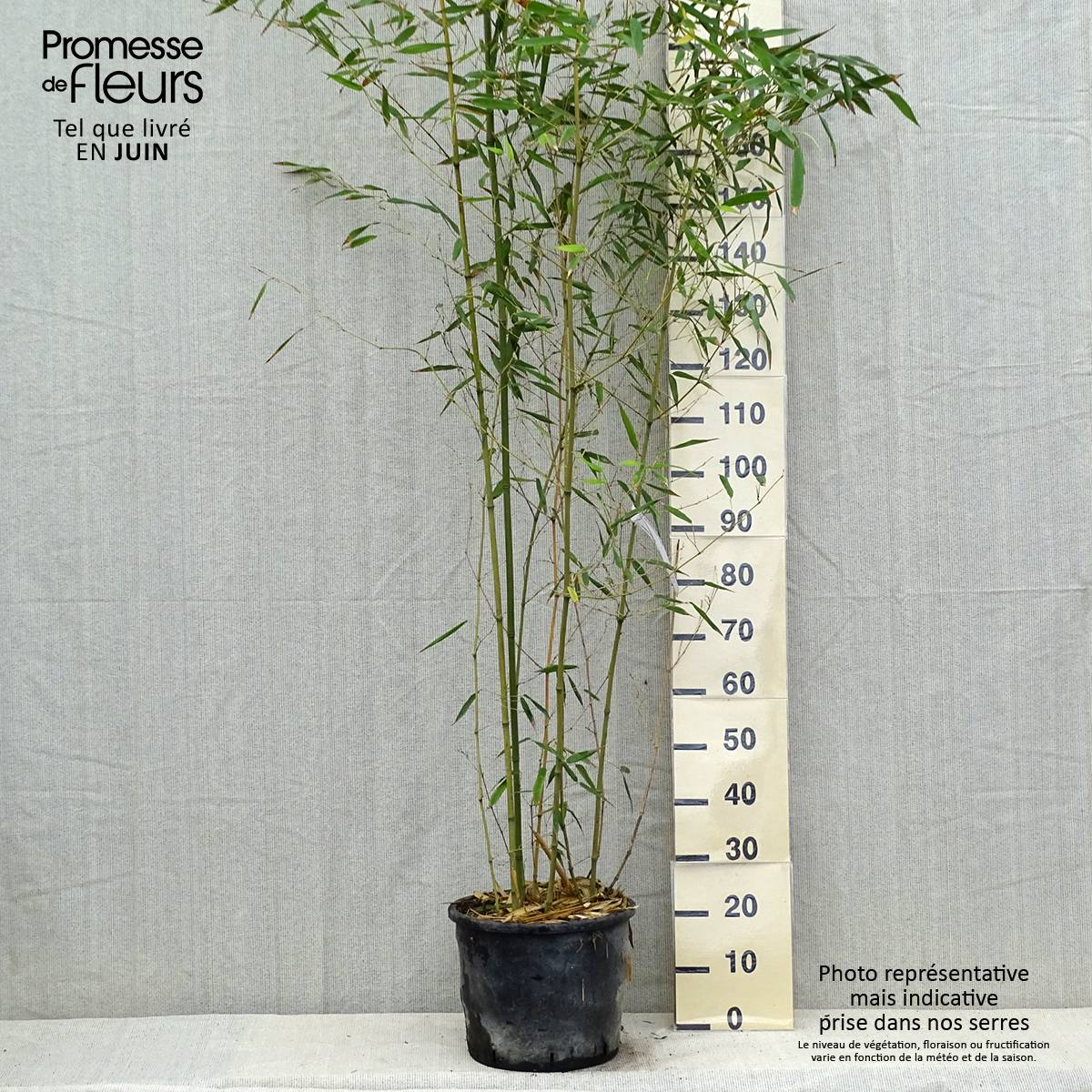 Promesse de Fleurs - Bambou - Phyllostachys bissetii Pot de 12L/15L - Image 2