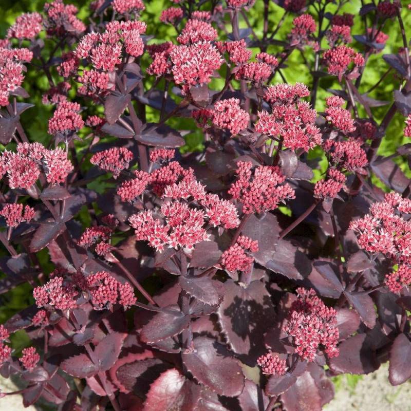 Orpin Chocolate Cherry, Sedum à fleurs Rose/ - feuillage Caduc - Godet - 5/20 cm - Imagen 5