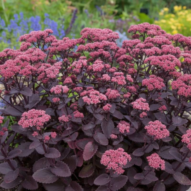 Orpin Chocolate Cherry, Sedum à fleurs Rose/ - feuillage Caduc - Godet - 5/20 cm - Imagen 2