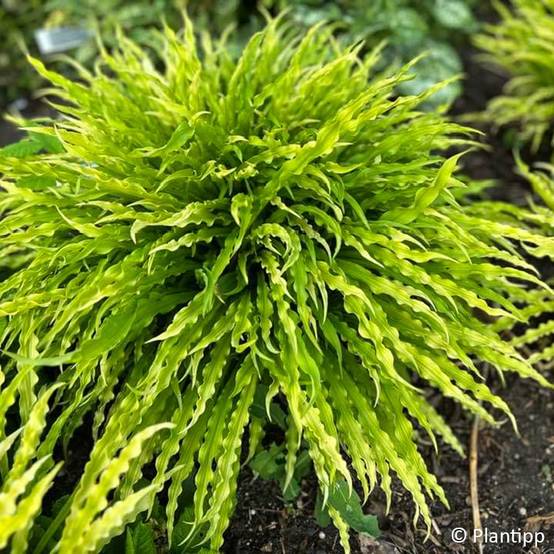 Hosta Party Streamers Pot de 12 cm / 13 cm