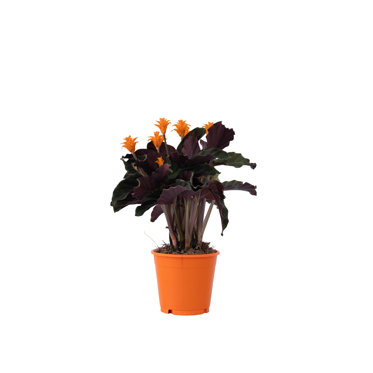 Plant In A Box - Calathée - Calathea crocata 'Tassmania' - Hauteur 40-50cm - ⌀14cm - Image 1