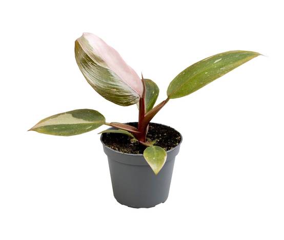 La Green Touch - Mini Philodendron Pink Princess 12cm - Image 2