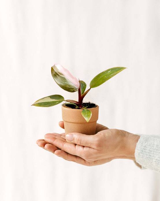 La Green Touch - Mini Philodendron Pink Princess 12cm - Image 1
