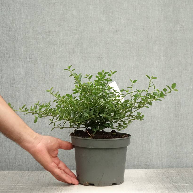Promesse de Fleurs - Ceanothus thyrsiflorus repens - Lilas de Californie Pot de 2L/3L - Image 2