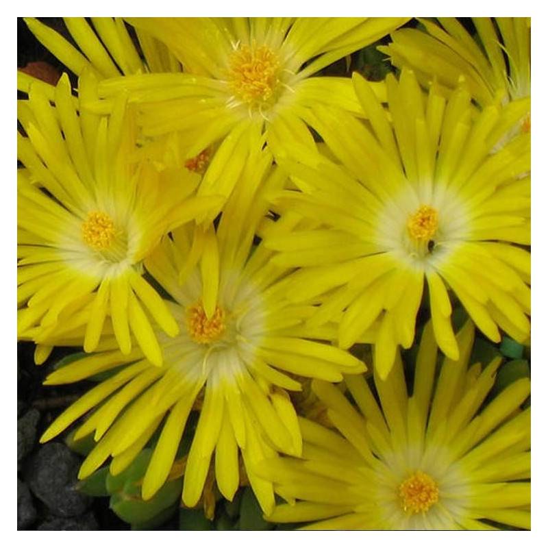 Delosperma Golden Wonder®, Pourpier vivace à fleurs Jaune/ - feuillage Persistant - Pot de 3L - 20/40 cm