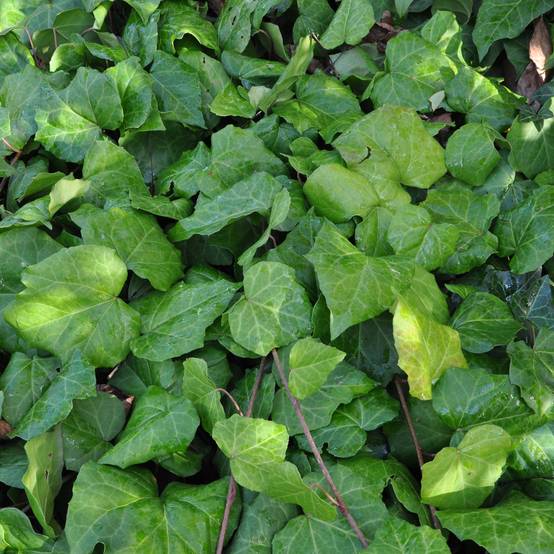 Promesse de Fleurs - Lierre de Colchide - Hedera colchica Godet de 8/9 cm