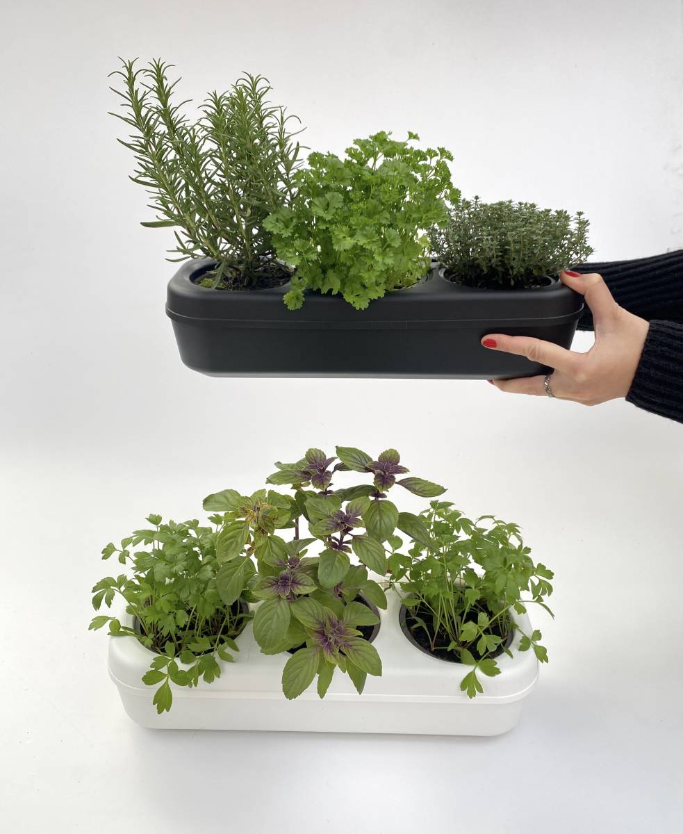 Potager prt--planter 3 aromatiques (Coriandre, Basilic, Aneth) - The  Urban Permaculture - Jardiland