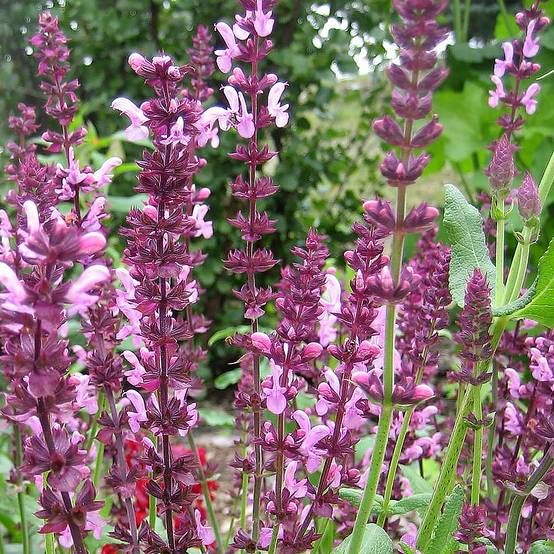 Promesse de Fleurs - Salvia superba Reine Rose - Sauge des bois Godet de 8/9 cm