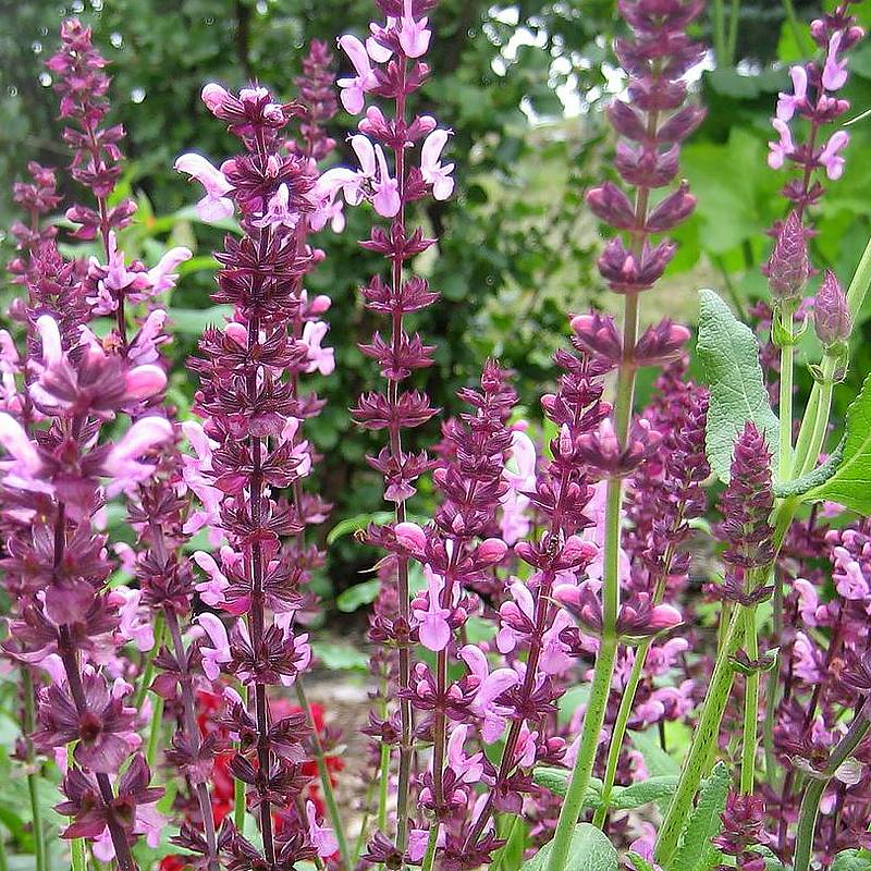 Promesse de Fleurs - Salvia superba Reine Rose - Sauge des bois Godet de 8/9 cm