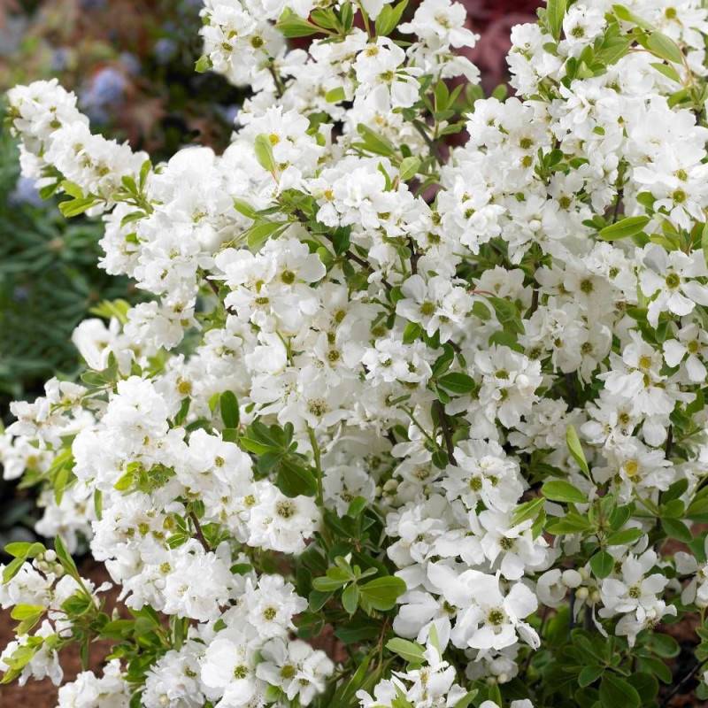 Arbre aux perles Niagara, Exochorda, Exocorde à fleurs Blanche - feuillage Caduc - Godet - 5/20 cm-  hauteur à maturité De 1,00 m à 1,50 m - Image 2