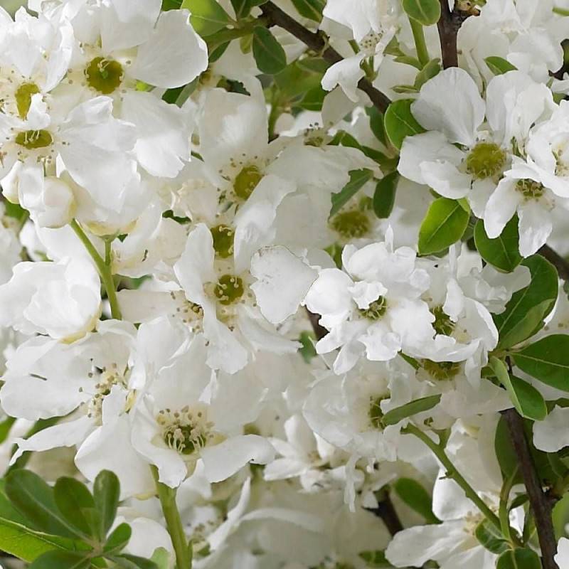 Arbre aux perles Niagara, Exochorda, Exocorde à fleurs Blanche - feuillage Caduc - Godet - 5/20 cm-  hauteur à maturité De 1,00 m à 1,50 m - Image 3