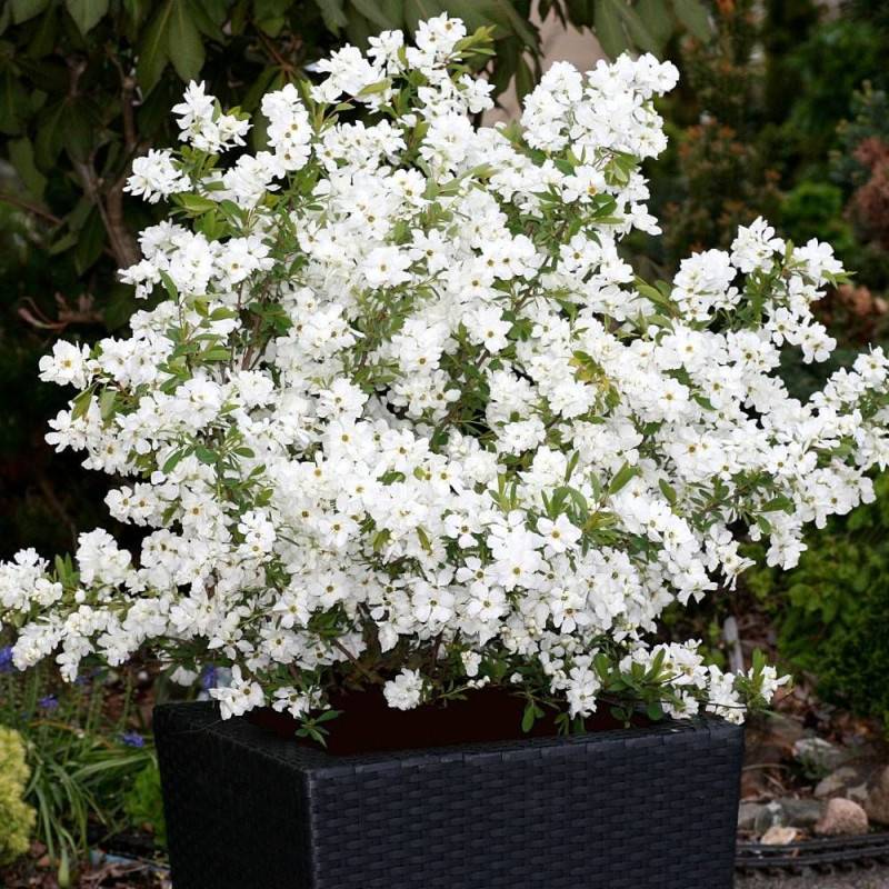 Arbre aux perles Niagara, Exochorda, Exocorde à fleurs Blanche - feuillage Caduc - Godet - 5/20 cm-  hauteur à maturité De 1,00 m à 1,50 m - Image 1
