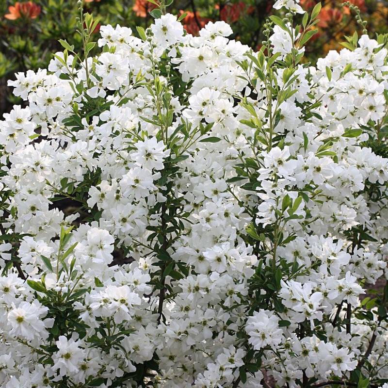Arbre aux perles Niagara, Exochorda, Exocorde à fleurs Blanche - feuillage Caduc - Godet - 5/20 cm-  hauteur à maturité De 1,00 m à 1,50 m - Image 4