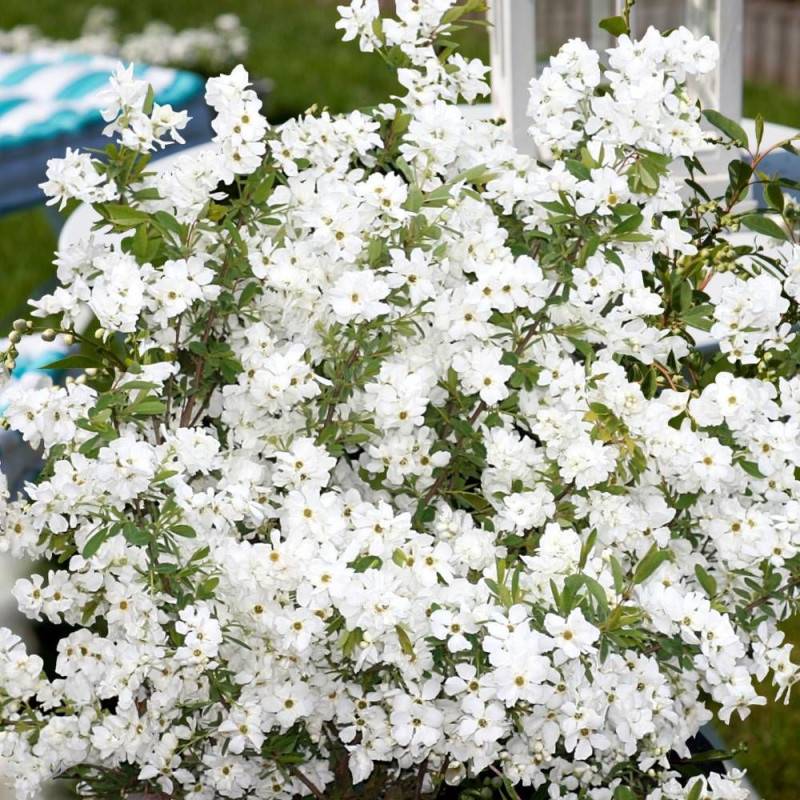 Arbre aux perles Niagara, Exochorda, Exocorde à fleurs Blanche - feuillage Caduc - Godet - 5/20 cm-  hauteur à maturité De 1,00 m à 1,50 m - Image 5