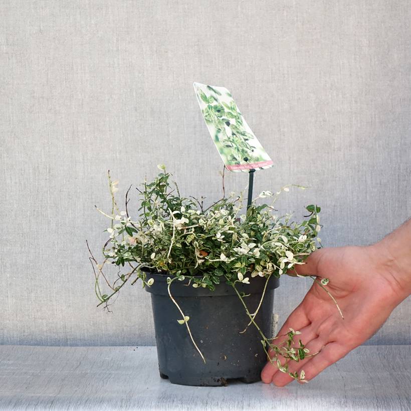Euonymus fortunei Silverstone - Fusain persistant Pot de 2L/3L - Image 2