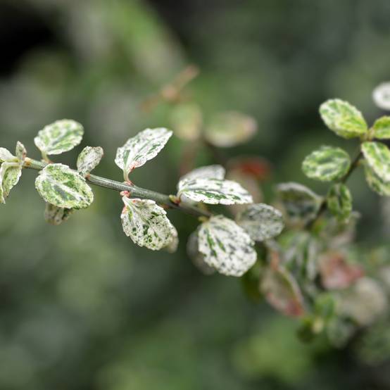 Euonymus fortunei Silverstone - Fusain persistant Pot de 2L/3L - Image 1
