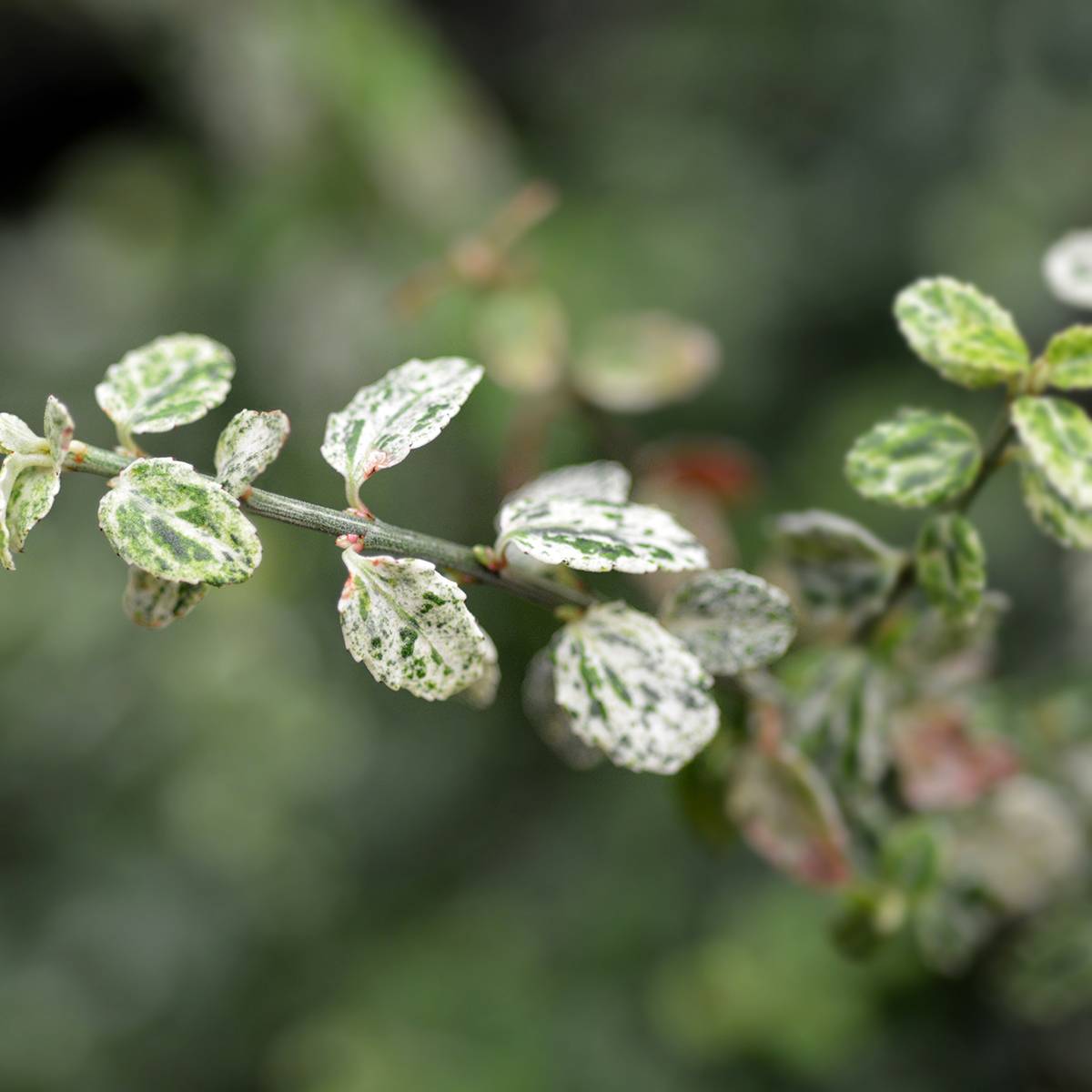 Euonymus fortunei Silverstone - Fusain persistant Pot de 2L/3L - Image 1