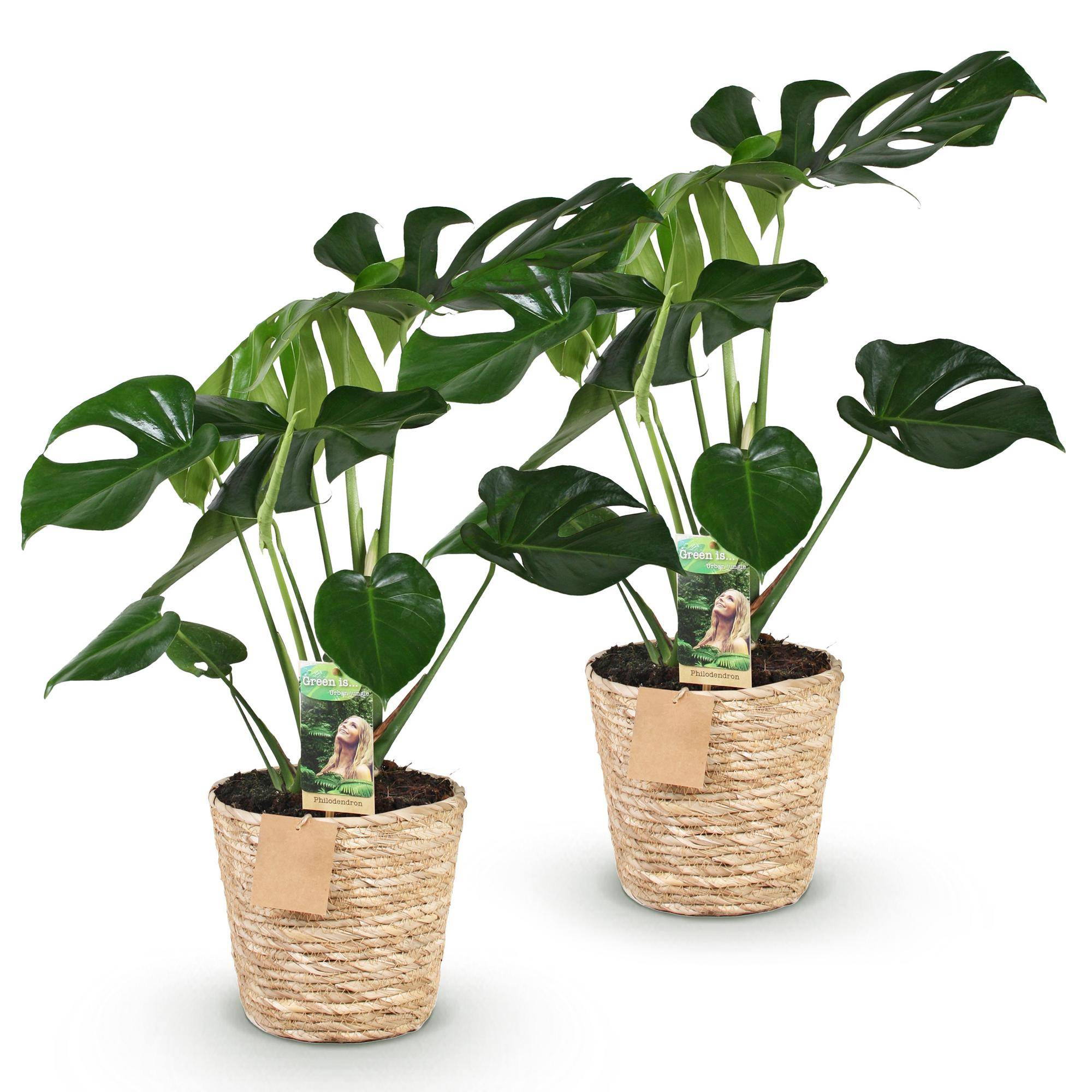 Monstera Deliciosa - Plante à trous - Lot de 2 Plantes - Pot de 17cm - Hauteur 50-55cm - Panier - Plantes d'intérieur - Image 2