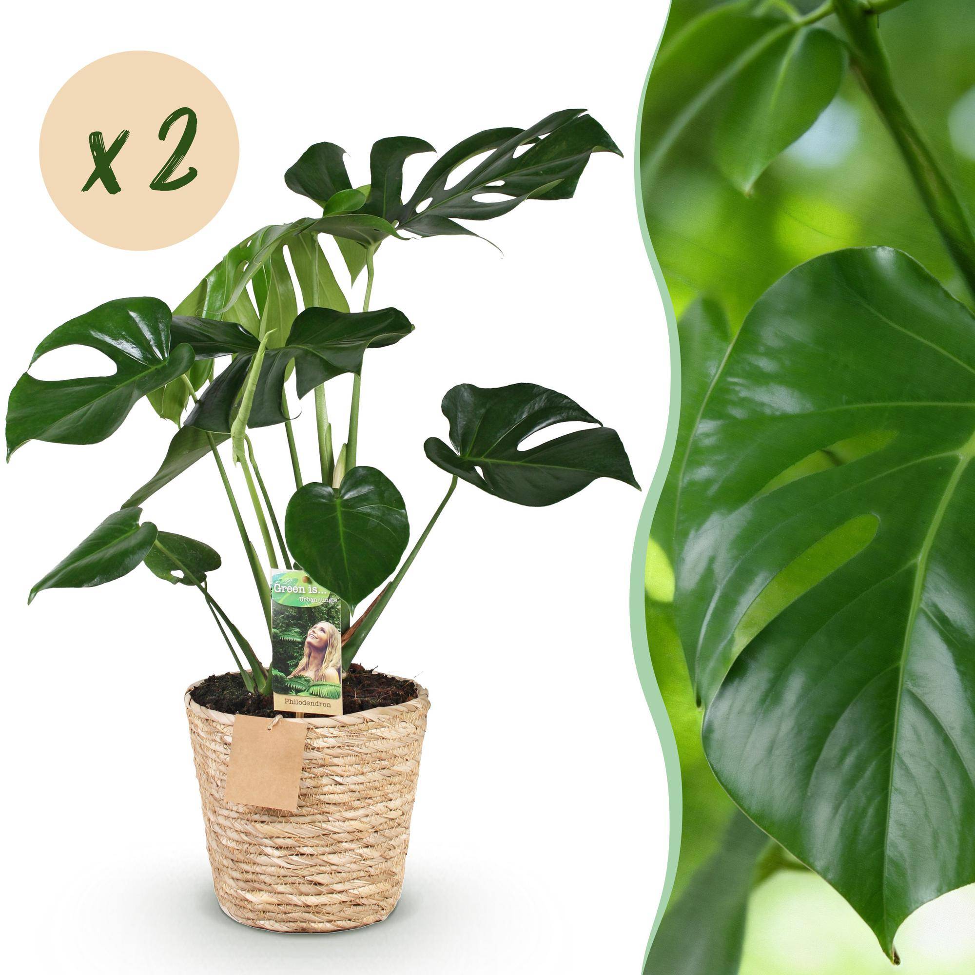 Monstera Deliciosa - Plante à trous - Lot de 2 Plantes - Pot de 17cm - Hauteur 50-55cm - Panier - Plantes d'intérieur - Image 1